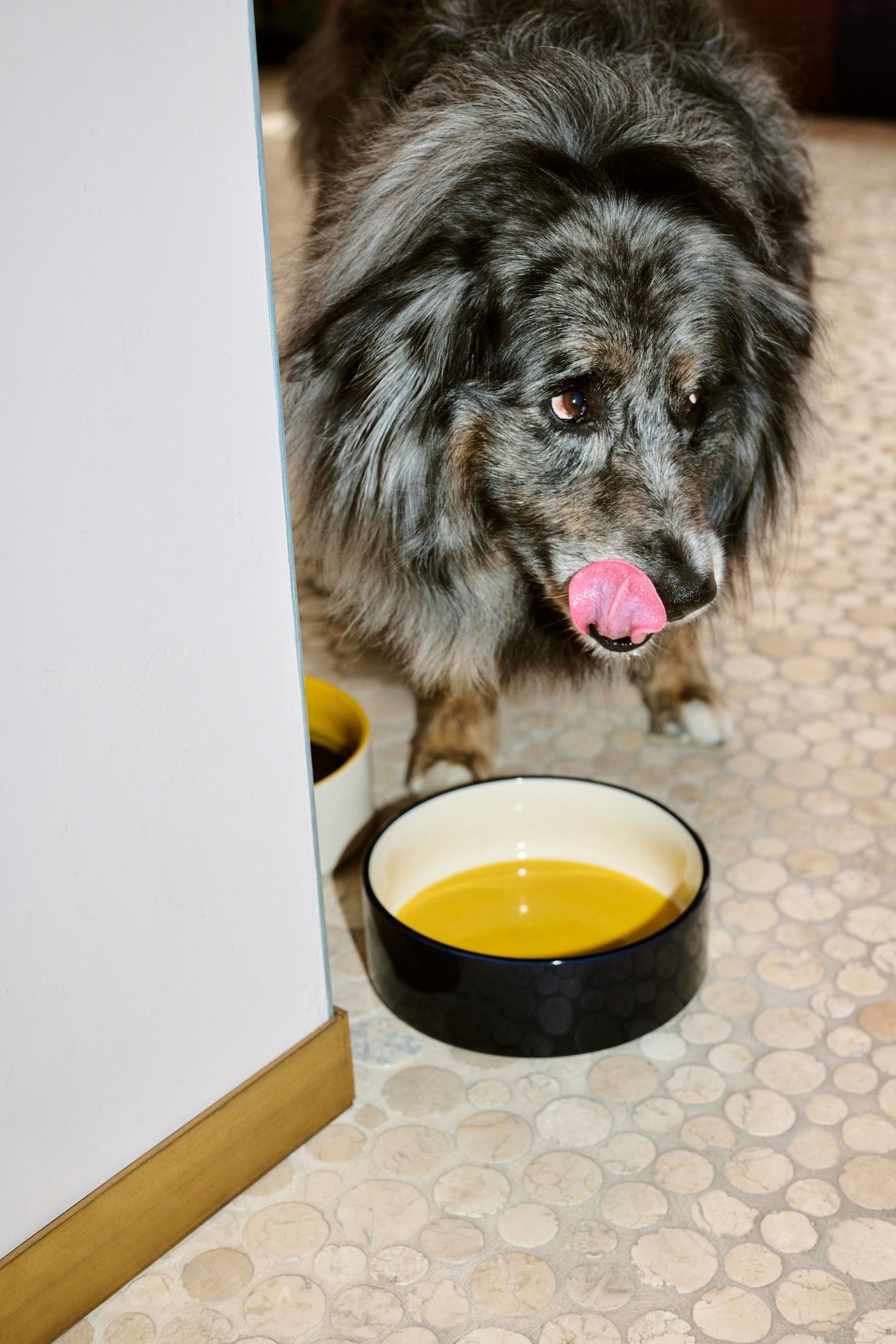 HAY DOGS Bowl - L - Yellow & Blue
