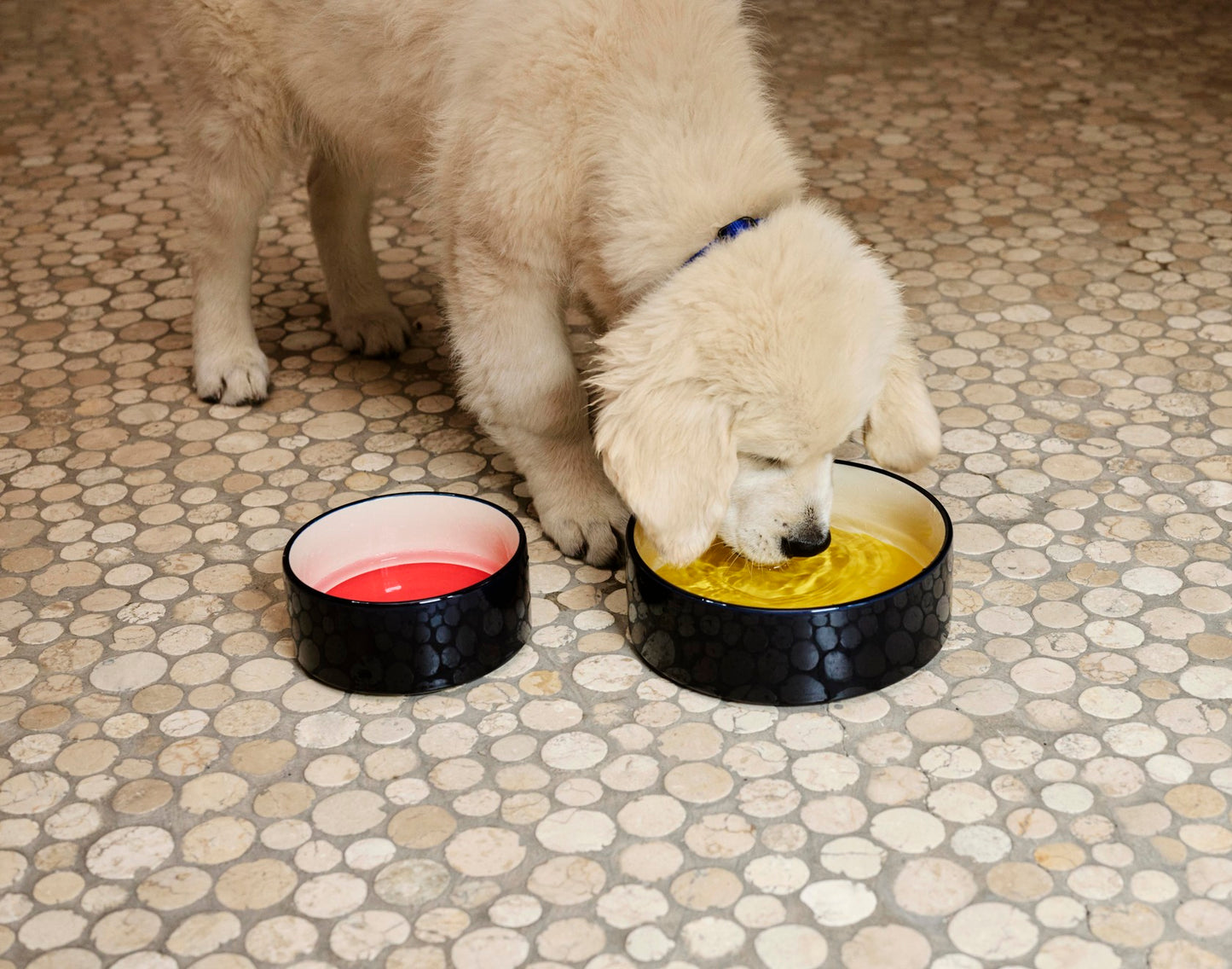 HAY DOGS Bowl - S - Red & Blue