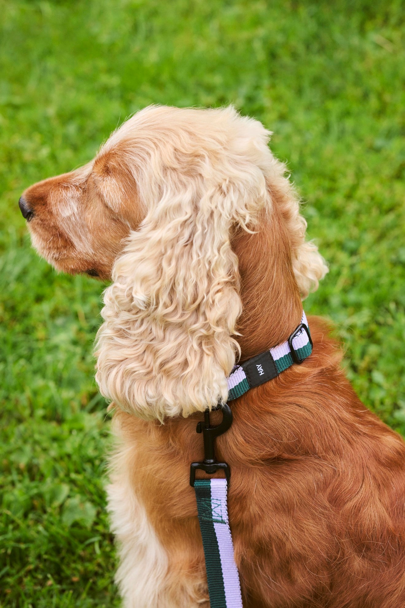 HAY DOGS Collar Flat - M/L - Lavender & Green