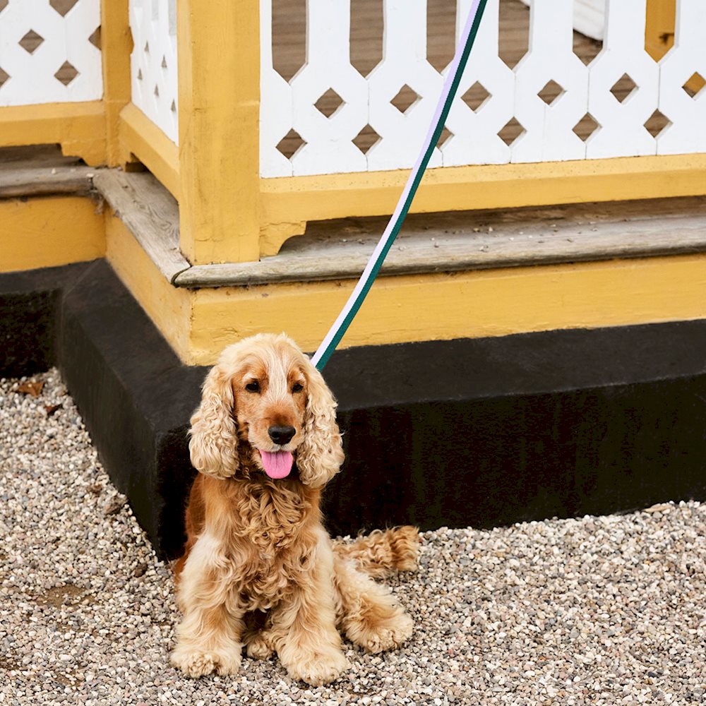 HAY DOGS Leash Flat - M/L - Lavender & Green