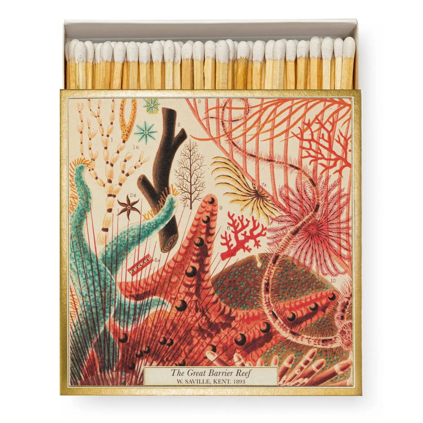Matchbox - Nhm Great Barrier Reef