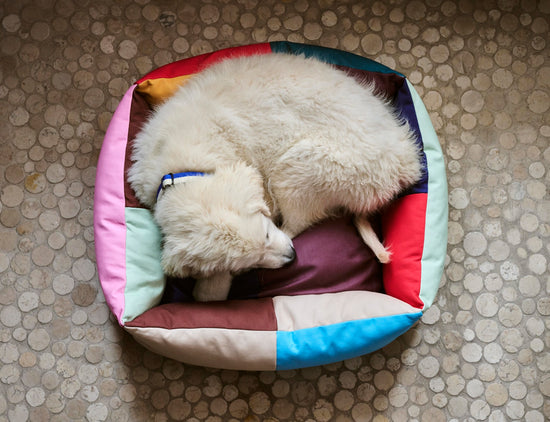 HAY DOGS Bed - S - Multi