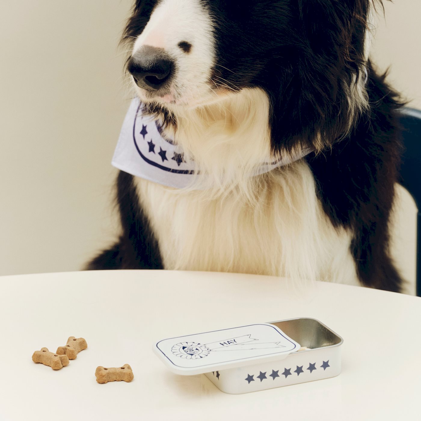 HAY Dogs Treat Tin - Small - Blue & White