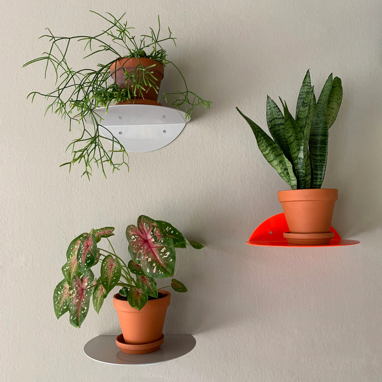 Dot Shelf -  Neon Red