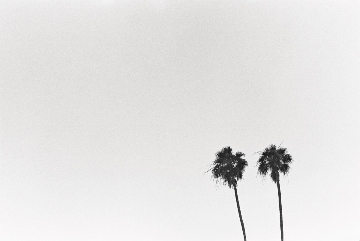 PALM
